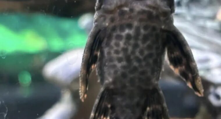 Pleco Small – Freshwater Algae-Eating Fish, 12–24 Inches, 10–15 Year Lifespan