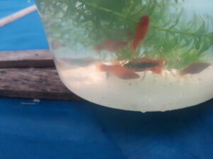 Platy Aquarium Fish (Various Colors) – Freshwater Live Platies (3–5 Years Lifespan, Peaceful Communi