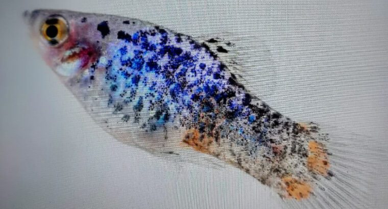 Platy Aquarium Fish (Various Colors) – Freshwater Live Platies (3–5 Years Lifespan, Peaceful Communi