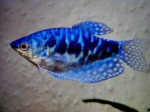 Gourami Fish (Dwarf Gourami) – Freshwater Aquarium Fish (3–5 Years Lifespan, Peaceful Community Fish