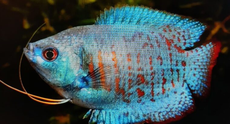 Gourami Fish (Dwarf Gourami) – Freshwater Aquarium Fish (3–5 Years Lifespan, Peaceful Community Fish