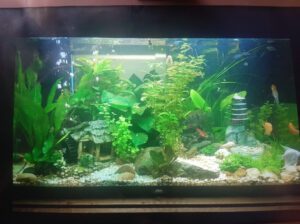 Rimless Aquarium Tank 40L – Square Glass Fish Tank for Freshwater & Saltwater, Modern Rimless Design