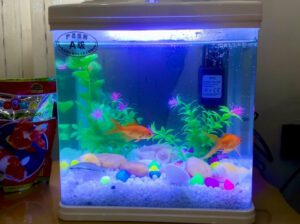 Nano Fish Tank 9L Glass Aquarium – Compact Square Freshwater Tank (Brand New)
