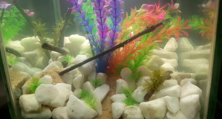 Large 25L Glass Aquarium Tank with Free Light & Filter – Square Freshwater & Saltwater Fish Tank (Br