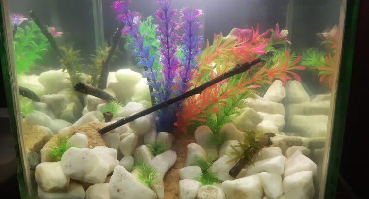 Rimless Aquarium Tank 40L – Square Glass Fish Tank for Freshwater & Saltwater, Modern Rimless Design
