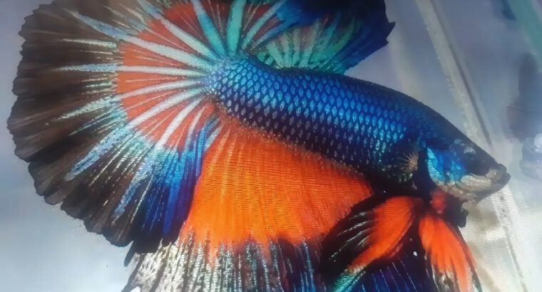 Betta Fish (Siamese Fighting Fish) – Freshwater Aquarium Fish, Colorful & Easy to Maintain Pet Fish