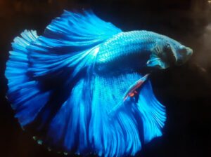 Betta Fish (Siamese Fighting Fish) – Freshwater Aquarium Fish, Colorful & Easy to Maintain Pet Fish
