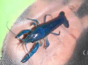 Rare Blue Lobster (Freshwater Aquarium Crayfish) – 10+ Years Lifespan, 16–20 cm Ornamental Pet Fish