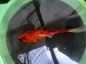 Imported Goldfish – Freshwater Aquarium Fish (16–20 cm, Ornamental Gold Fish, Premium Imported Varie