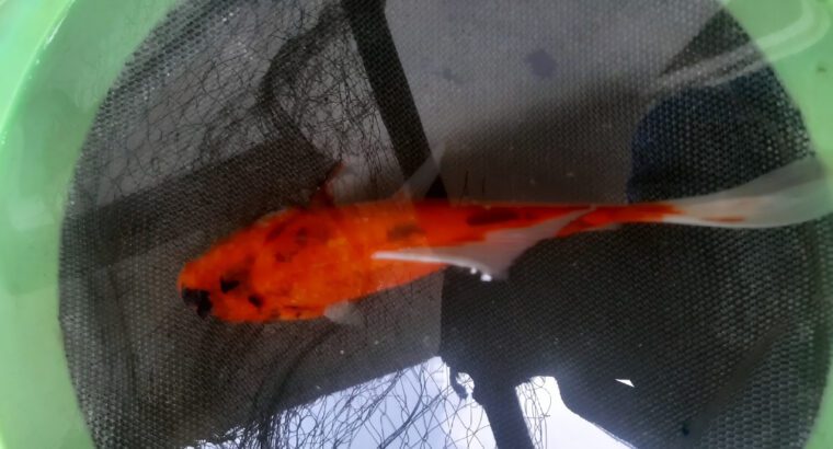 Imported Goldfish – Freshwater Aquarium Fish (16–20 cm, Ornamental Gold Fish, Premium Imported Varie