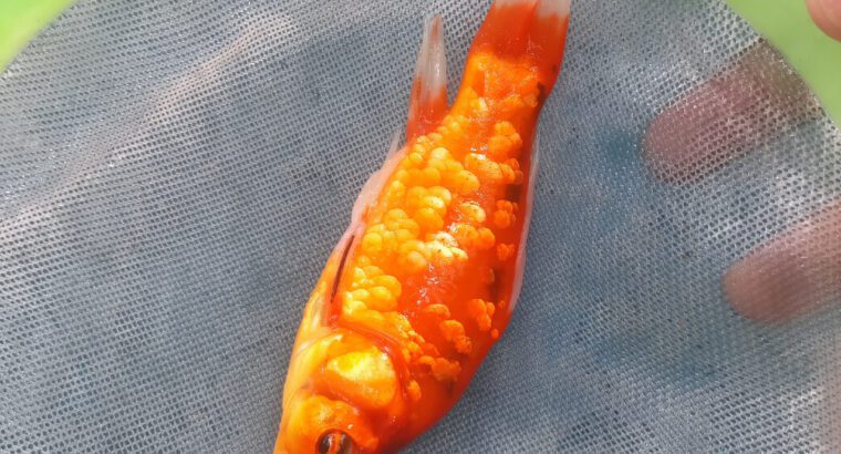 Imported Goldfish – Freshwater Aquarium Fish (16–20 cm, Ornamental Gold Fish, Premium Imported Varie