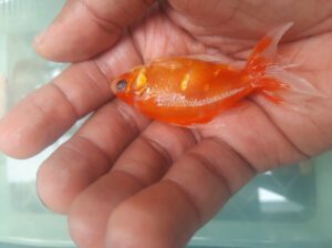 Fancy Tail Goldfish – Freshwater Aquarium Fish (16–20 cm, 6–10 Years Lifespan, Elegant Fancy Goldfis