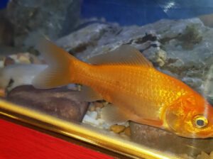 Live Goldfish 6–10cm for Aquarium – Freshwater Fish with 1–2 Years Lifespan (Healthy & Active)