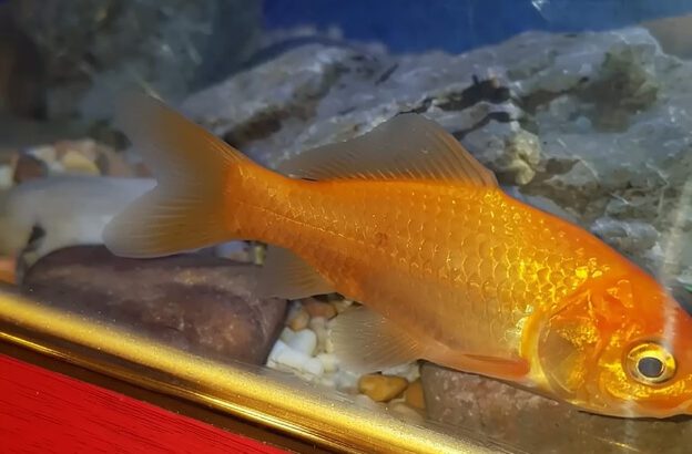 Live Goldfish 6–10cm for Aquarium – Freshwater Fish with 1–2 Years Lifespan (Healthy & Active)