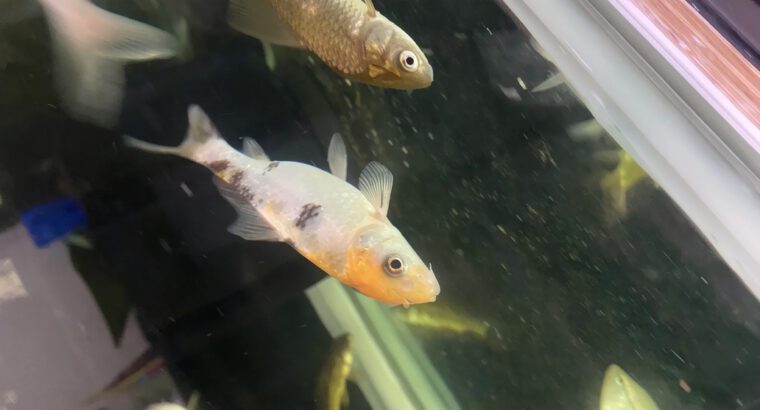 Live Goldfish 6–10cm for Aquarium – Freshwater Fish with 1–2 Years Lifespan (Healthy & Active)