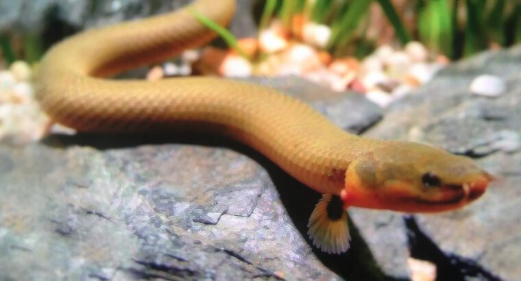 Rope Fish (Freshwater Ornamental Fish) – Long Lifespan 6–10 Years, 26–30 cm Aquarium Fish for Home T