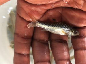 Congo Barb Fish – Freshwater Aquarium Fish (11–15 cm, 6–10 Years Lifespan, Colorful Community Fish)