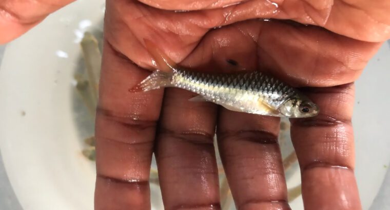 Congo Barb Fish – Freshwater Aquarium Fish (11–15 cm, 6–10 Years Lifespan, Colorful Community Fish)