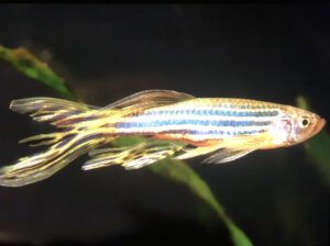 Zebra Danios Fish – Freshwater Aquarium Fish (3–5 Years Lifespan, Active Schooling Fish, Hardy Pet F