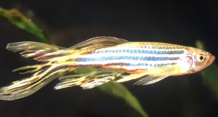 Zebra Danios Fish – Freshwater Aquarium Fish (3–5 Years Lifespan, Active Schooling Fish, Hardy Pet F