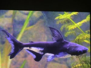 Pangasius Shark Fish – Freshwater Aquarium Fish (30–50 cm Size, 6–10 Years Lifespan, Active Ornament