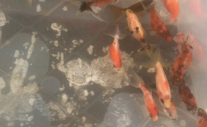 Fancy Tail Goldfish – Freshwater Aquarium Fish (16–20 cm, 6–10 Years Lifespan, Elegant Fancy Goldfis