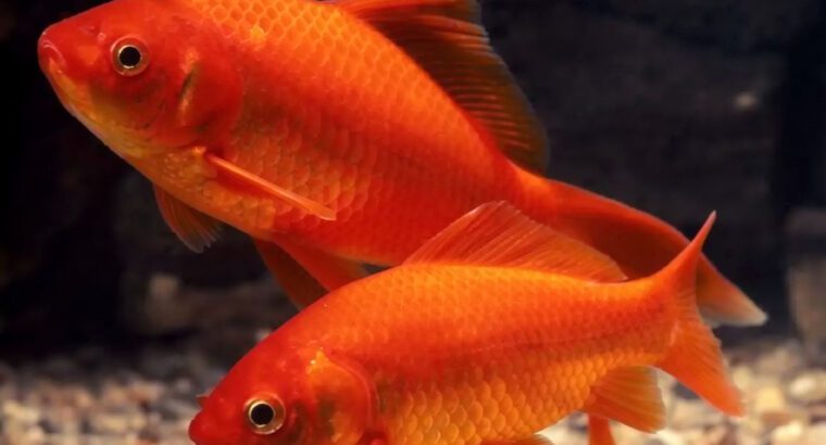 Goldfish – Freshwater Aquarium Fish in Various Sizes, 3–5 Year Lifespan