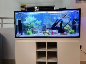 4ft x 2ft Standalone Freshwater Aquarium – Complete Glass Tank with Filter, Accessories & 10 Fish