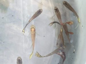 Guppy Fish for Aquarium – Freshwater Live Guppy Fish (3–5 Years Lifespan, Vibrant Colors, Easy Care