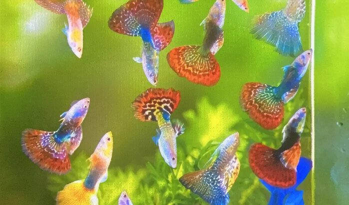 Guppy Fish for Aquarium – Freshwater Live Guppy Fish (3–5 Years Lifespan, Vibrant Colors, Easy Care
