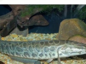 Snakehead Fish – Freshwater Air-Breathing Fish, 6–10 cm, 6–10 Year Lifespan