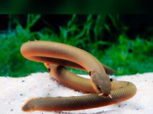 The Ropefish (Reedfish) – Unique Freshwater Aquarium Fish, 6–10 cm, 6–10 Year Lifespan
