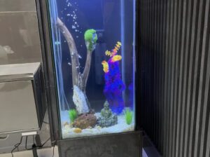 Floating Moss Rock Aquarium Ornaments – Non-Toxic Aquascape Decorations for Freshwater Tanks
