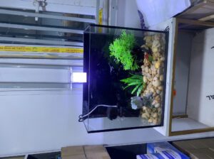 Mini Table Top Glass Aquarium 25L – Compact Square Freshwater Fish Tank (Brand New)