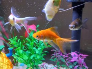 Live Goldfish for Aquarium 6–10cm – Healthy Freshwater Aquarium Fish (1–2 Years Lifespan)