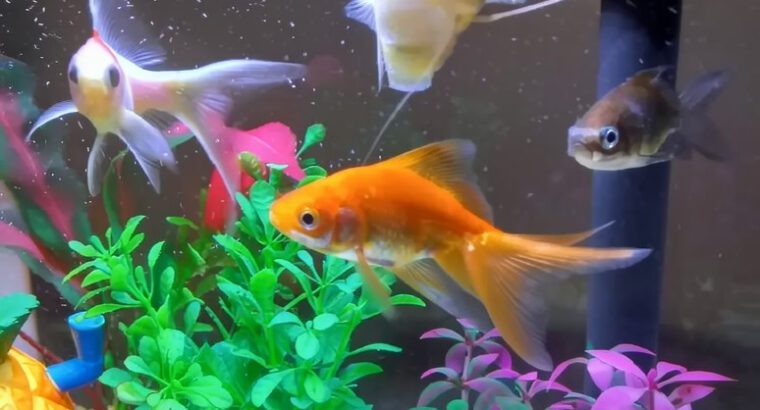 Live Goldfish for Aquarium 6–10cm – Healthy Freshwater Aquarium Fish (1–2 Years Lifespan)