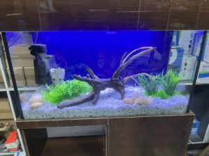 Ready Made Glass Aquarium 80L – Large Freshwater Fish Tank (Brand New, Durable Design)
