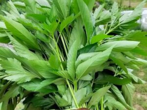 Dried Ewedu Leaf – Low-Calorie Superfood for Weight Loss & Immunity