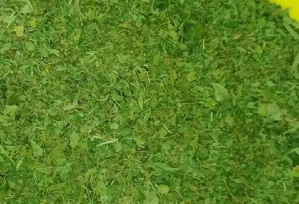 Dried Ewedu Leaf (Jute Leaf) – Nutrient-Rich, Washed & Dehydrated Superfood