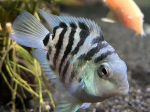Blue Zebra Cichlid – Vibrant African Freshwater Fish, 4–6 Inches, 6–10 Year Lifespan