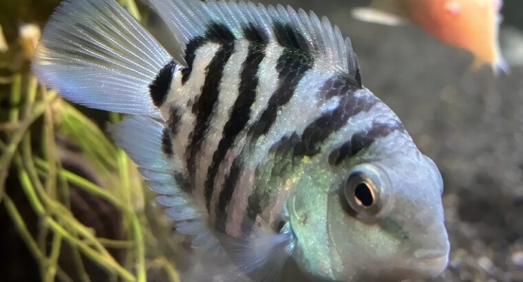 Blue Zebra Cichlid – Vibrant African Freshwater Fish, 4–6 Inches, 6–10 Year Lifespan