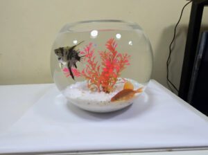 Mini Fish Bowl Aquarium 5L Glass Bowl Tank – Compact Decorative Aquarium (Brand New)