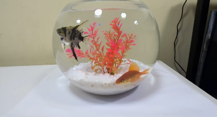Mini Fish Bowl Aquarium 5L Glass Bowl Tank – Compact Decorative Aquarium (Brand New)