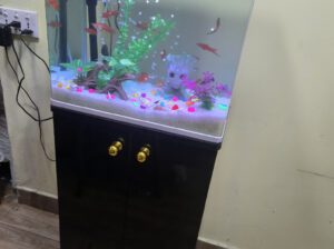 Standing Imported Glass Aquarium 42L – Stylish Freshwater Fish Tank (Brand New)
