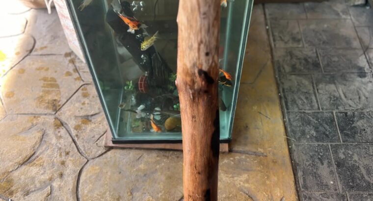 Natural Aquarium Driftwood – Fish Shelter & Plant Attachment for Freshwater Tanks