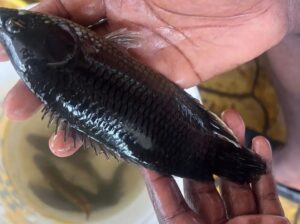 African Bush Fish – Hardy Freshwater Fish, 6–10 cm, 10+ Year Lifespan