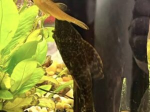 Pleco Small – Freshwater Algae-Eating Fish, 12–24 Inches, 10–15 Year Lifespan