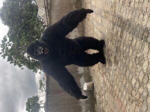 Inflatable King Kong Mascot Costume – Brand New, Big Size